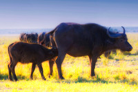 buffalo, Africa, safari, savanna, hunting, trophy, " game reserve", parks, horns, charge, Botswana, migration, Tanzania, Kenya, Namibia, Zambia, Zimbabwe, " South Africa", grass, prairie, river, hoofs