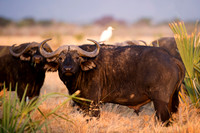 Africa, Bertazzoni, Kenya, Namibia, Nikon, "South Africa", Tanzania, Zambia, Zimbabwe, "black & white", buffalo, calf, charge, game, grass, herd, holiday, hoofs, horns, hunting, migration, nature, par