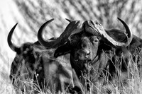 Africa, artistic, "black & white", buffalo, hoofs, horns, migration, safari, savanna, artistic