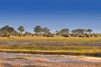 buffalo, Africa, safari, savanna, hunting, trophy, " game reserve", parks, horns, charge, Botswana, migration, Tanzania, Kenya, Namibia, Zambia, Zimbabwe, " South Africa", grass, prairie, river, hoofs