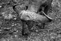 Africa, Bertazzoni, Kenya, Namibia, Nikon, "South Africa", Tanzania, Zambia, Zimbabwe, "black & white", buffalo, calf, charge, game, grass, herd, holiday, hoofs, horns, hunting, migration, nature, par