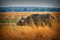Africa, Bertazzoni, Kenya, Namibia, Nikon, "South Africa", Tanzania, Zambia, Zimbabwe, buffalo, calf, charge, game, grass, herd, holiday, hoofs, horns, hunting, migration, nature, parks, prairie, rese