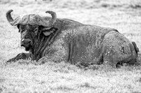 Africa, Africa, Bertazzoni, Botswana, Kenya, Namibia, Nikon, South, Tanzania, Zambia, Zimbabwe, buffalo, calf, charge, game, grass, herd, holiday, hoofs, horns, hunting, migration, nature, parks, prai