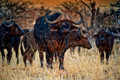 Buffalos