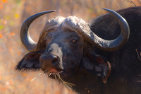 buffalo, Africa, safari, savanna, hunting, trophy, " game reserve", parks, horns, charge, Botswana, migration, Tanzania, Kenya, Namibia, Zambia, Zimbabwe, " South Africa", grass, prairie, river, hoofs
