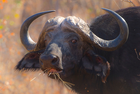 buffalo, Africa, safari, savanna, hunting, trophy, " game reserve", parks, horns, charge, Botswana, migration, Tanzania, Kenya, Namibia, Zambia, Zimbabwe, " South Africa", grass, prairie, river, hoofs