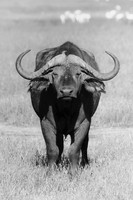 Africa, Africa, Bertazzoni, Botswana, Kenya, Namibia, Nikon, South, Tanzania, Zambia, Zimbabwe, buffalo, calf, charge, game, grass, herd, holiday, hoofs, horns, hunting, migration, nature, parks, prai