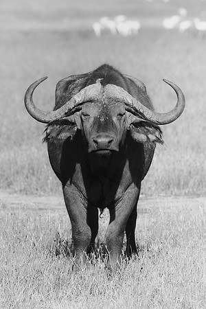 Africa, Africa, Bertazzoni, Botswana, Kenya, Namibia, Nikon, South, Tanzania, Zambia, Zimbabwe, buffalo, calf, charge, game, grass, herd, holiday, hoofs, horns, hunting, migration, nature, parks, prai