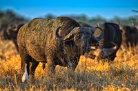Africa, Botswana, Kenya, Namibia, South Africa, Tanzania, Zambia, Zimbabwe, buffalo, calf, charge, game reserve, grass, herd, holiday, hoofs, horns, hunting, migration, nature, parks, prairie, river,