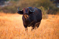 buffalo, Africa, safari, savanna, hunting, trophy, " game reserve", parks, horns, charge, Botswana, migration, Tanzania, Kenya, Namibia, Zambia, Zimbabwe, " South Africa", grass, prairie, river, hoofs