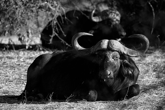 Africa, Africa, Botswana, Kenya, Namibia, South, Tanzania, Zambia, Zimbabwe, "black & white", buffalo, calf, charge, game, grass, herd, holiday, hoofs, horns, hunting, infrared, migration, nature, par