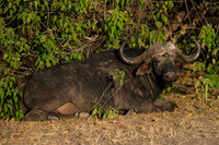 Africa, Africa, Botswana, Kenya, Namibia, South, Tanzania, Zambia, Zimbabwe, buffalo, calf, charge, game, grass, herd, holiday, hoofs, horns, hunting, migration, nature, parks, prairie, reserve, river
