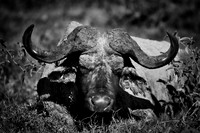 Africa, Bertazzoni, Kenya, Namibia, Nikon, "South Africa", Tanzania, Zambia, Zimbabwe, buffalo, calf, charge, game, grass, herd, holiday, hoofs, horns, hunting, migration, nature, parks, prairie, rese