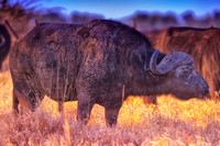 Africa, Botswana, Kenya, Namibia, South Africa, Tanzania, Zambia, Zimbabwe, buffalo, calf, charge, game reserve, grass, herd, holiday, hoofs, horns, hunting, migration, nature, parks, prairie, river,