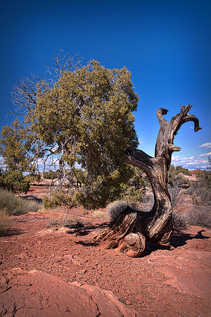 "Colorado River", Dead, "Green RIver", Horse, "La Sal Mountains", Moab, National, "Pack Peak", Park, Park, Point, State, USA, Utah, clouds, desert, naturescenic, panorama, rocks, sky, tree, "black & w