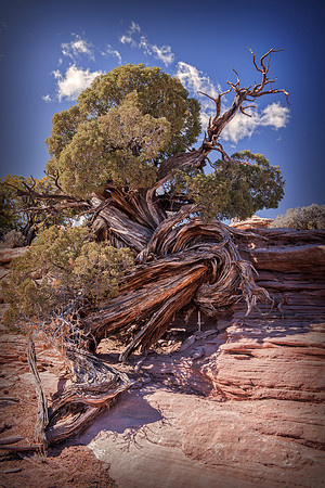 "Colorado River", Dead, "Green RIver", Horse, "La Sal Mountains", Moab, National, "Pack Peak", Park, Park, Point, State, USA, Utah, clouds, desert, naturescenic, panorama, rocks, sky, tree, "black & w