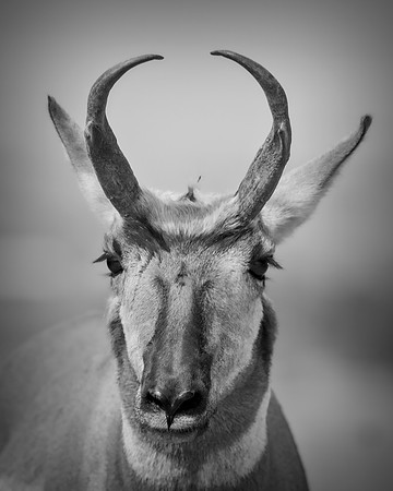 Pronghorn