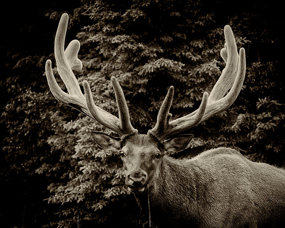 Elk