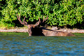 North American Antilopes, Bison & Moose