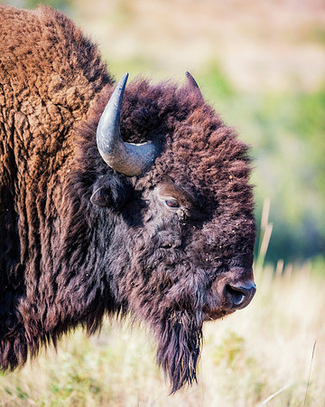 Bertazzoni, Bison, Buffalo, Calf, Nikon, USA, WWF, Yellowstone, animals, forest, horns, hunting, landscape, meat, nature, park, redskins, skin, skin, tatanka, wildlife