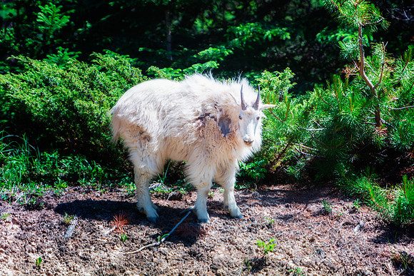 Mountain Goat