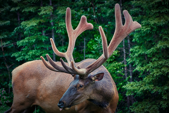 Elk