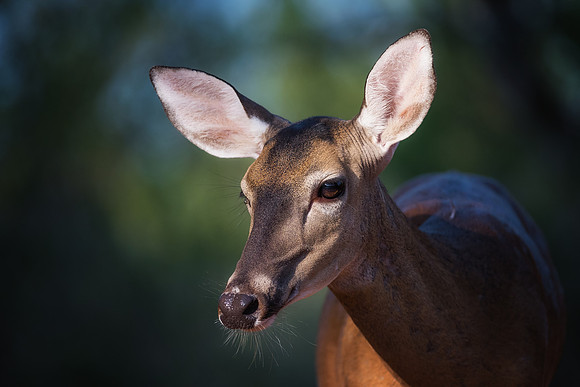 Whitetail Deer