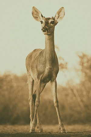 Whitetail Deer