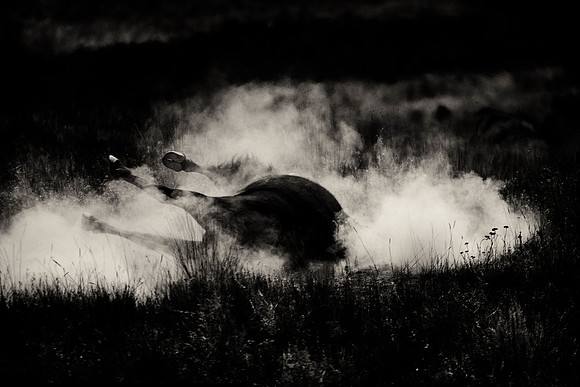 Bertazzoni, Bison, Buffalo, Calf, Nikon, USA, WWF, Yellowstone, animals, forest, horns, hunting, landscape, meat, nature, park, redskins, skin, skin, tatanka, wildlife