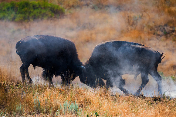 Bertazzoni, Bison, Buffalo, Calf, Nikon, USA, WWF, Yellowstone, animals, forest, horns, hunting, landscape, meat, nature, park, redskins, skin, skin, tatanka, wildlife