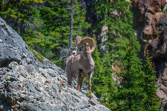 Bighorn Sheep