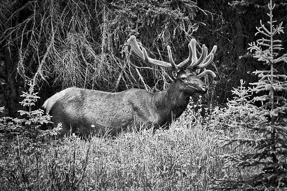 Elk