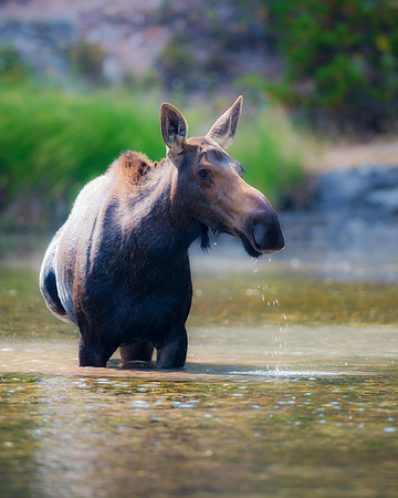 Cow Moose