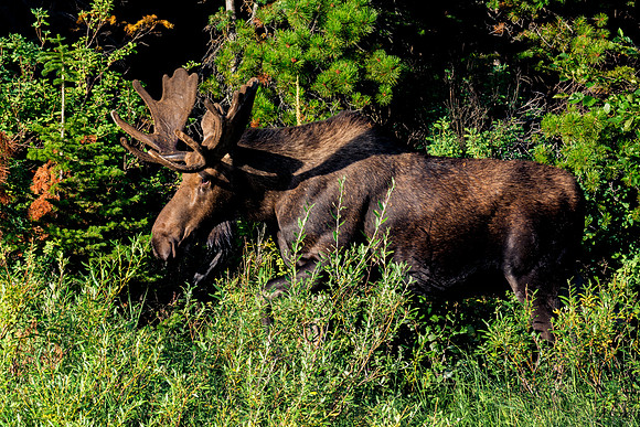 Bull Moose
