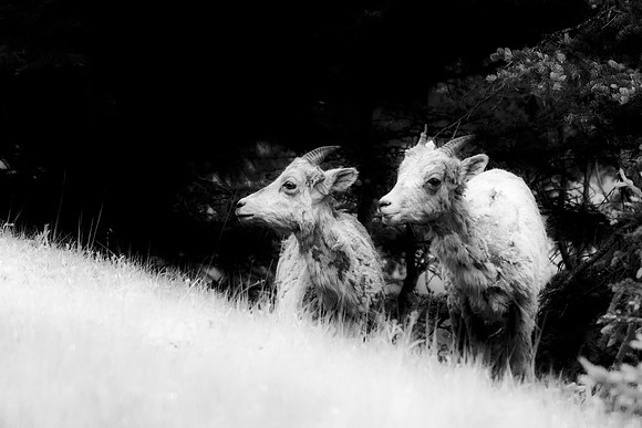 Bighorn Sheeps