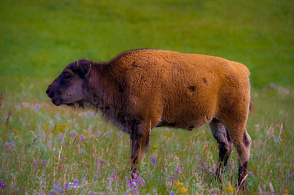 Calf, Bison, Buffalo, Yellowstone, skin, redskins, Yellowstone, nature, park, wildlife, WWF, forest, landscape, animals