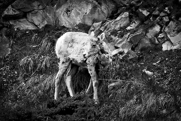 Bighorn Sheep