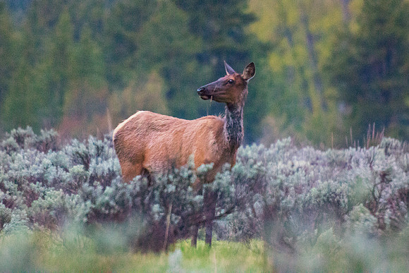 Bertazzoni, "Bighorn Sheep", "Grand Teton", Nikon, "North America", USA, Wyoming, Yellowstone, colors, horns, hunting, mountains, nature, sheep, elk