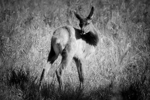 Elk