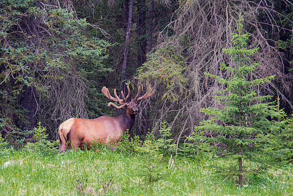 Elk