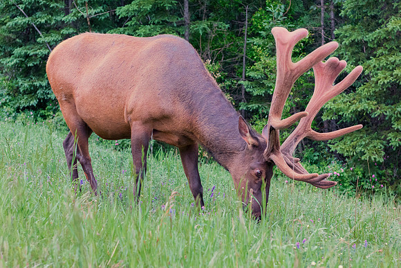 Elk