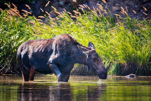 Cow Moose