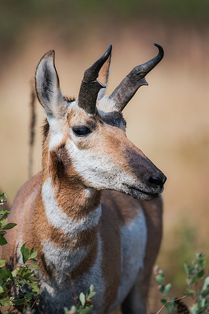 Pronghorn