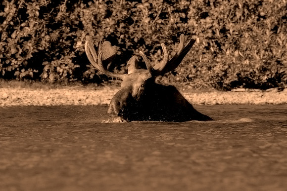 Bull Moose