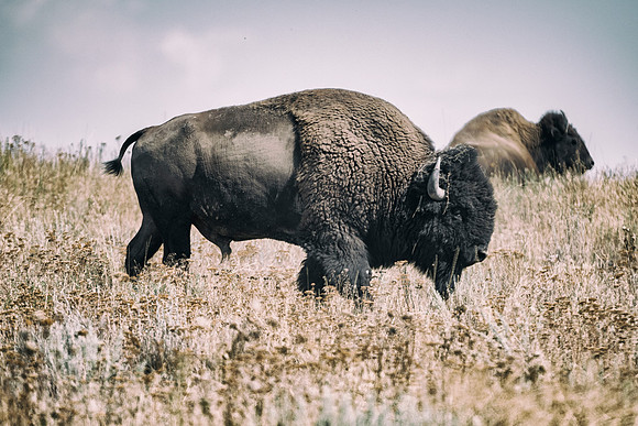 Bison