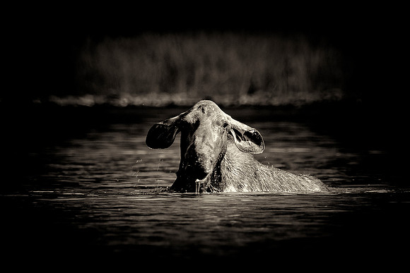 Cow Moose