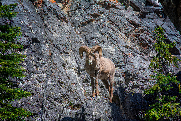 Bighorn Sheep