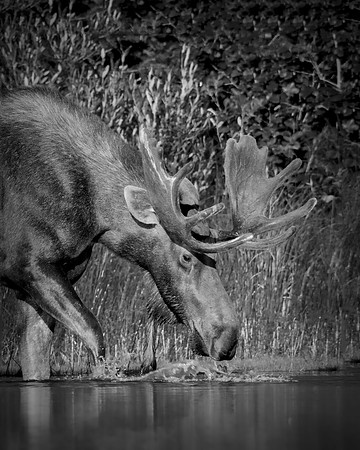 Bull Moose