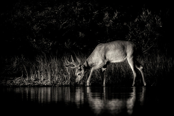 White Tailed Deer