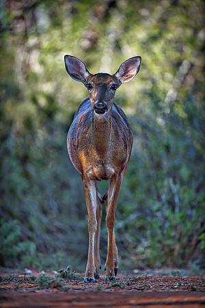 Whitetail Deer